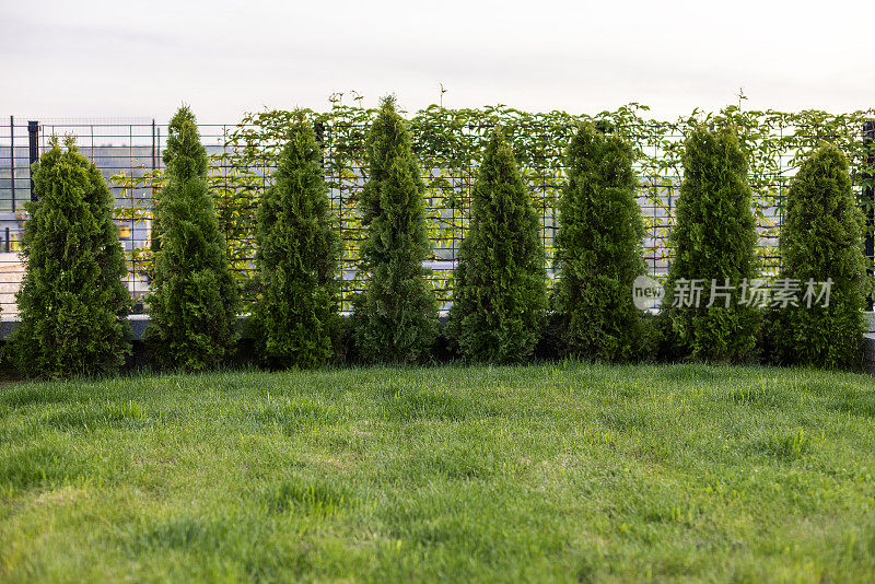 Thuja Smaragd in Row